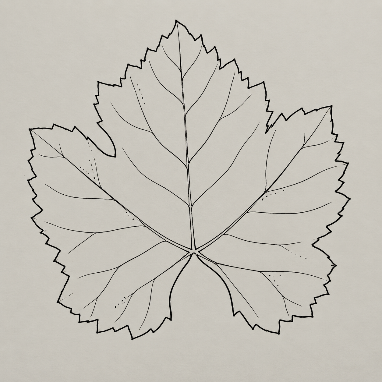 Dibujo botánico de una hoja de Pinot Noir